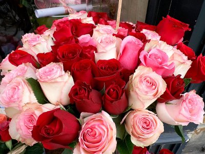 Paris Roses