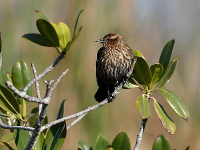 Female Red Winged Blackbird