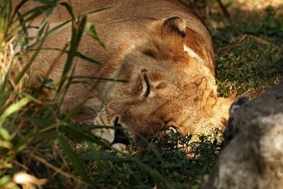 Queen of the Jungle