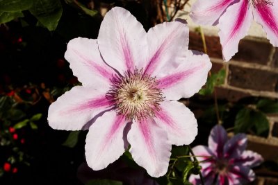 Clematis