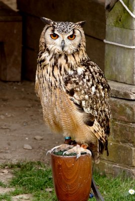 India Owl - Sadly Captive