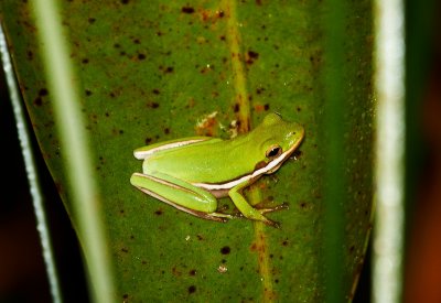 Green Tree Frog