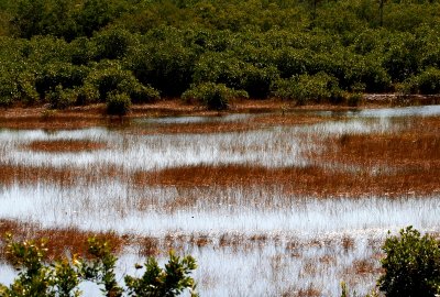 Mangrove Landscape