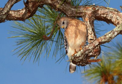 Red Shouldered Hawk