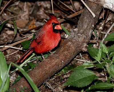 Prince of a Bird