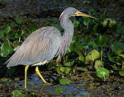 Tricoloured Heron