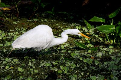 Great Egret, ready to spear
