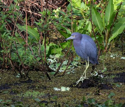 Little Blue Heron