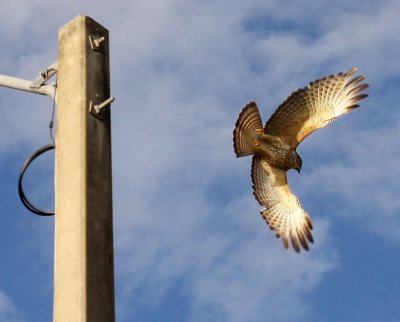 Birding with a 35mm Lens