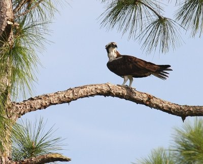 Osprey