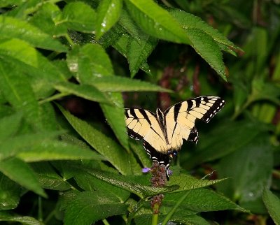 Eastern Tiger Swallowtail