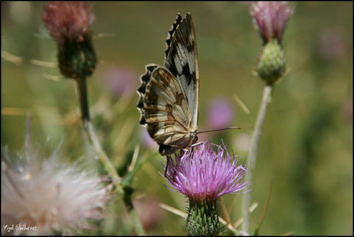 g1/44/464244/3/110371850.nFM8vavF.jpg