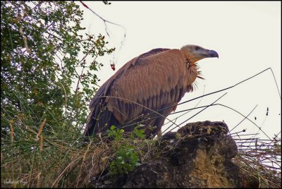 Rio Duraton eagle