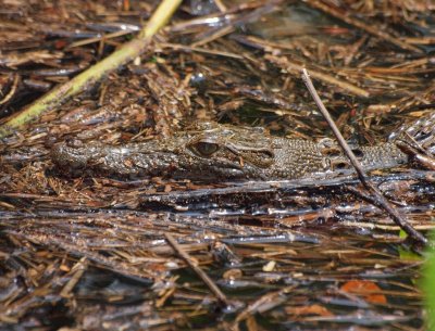 Crocodile, Daintree River, Queensland, Australia