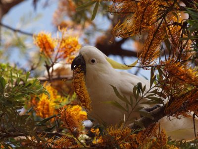Cockatoo--Manly, Australia
