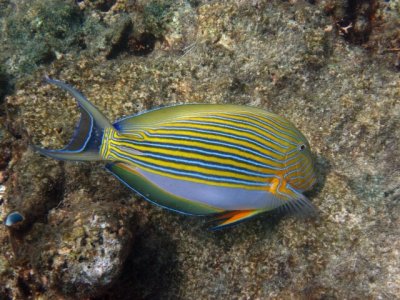 Tropical Fish photographed at the Great Barrier Reef.