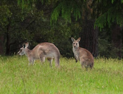 Kangaroos in the Wild