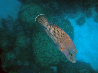 Large Napoleon Wrasse, Great Barrier Reef