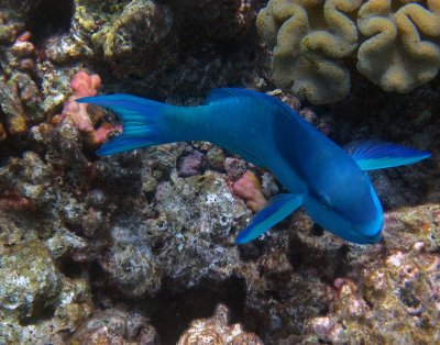 Tropical Fish, Great Barrier Reef