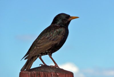 Starling at Bondi Beach