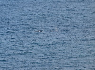Whales near Palm Beach, New South Wales