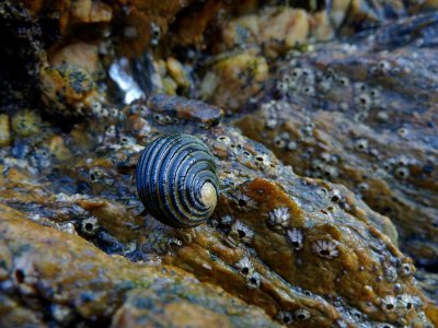 Sea Snail and barnacles, Palm Cove, Queensland