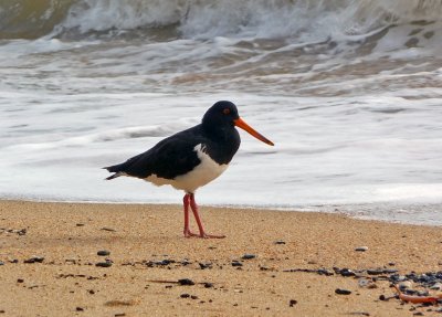 Pied Oystercatcher, Palm Cove