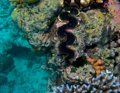 Giant Clam, Great Barrier Reef