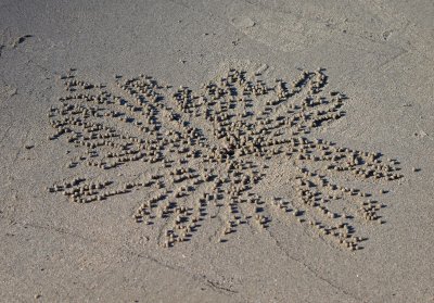Sand Ball Pattern, Cape Tribulation, Queensland