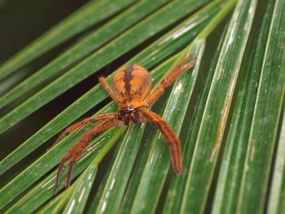 Huntsman Spider, Daintree Rainforest