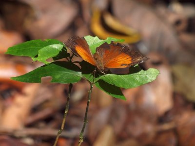Experienced butterfly, Daintree Rainforest