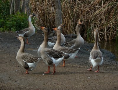 Geese at Guajome Lake