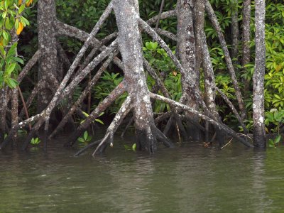 Mangrove Trees, Daintree River