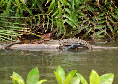 Croc on a Log, Daintree River