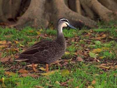 Pacific Black Duck, Royal Botanic Gardens, Sydney