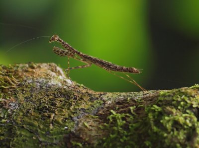 Praying Mantis, Daintree Rainforest