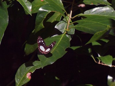 Butterfly, Daintree Rainforest