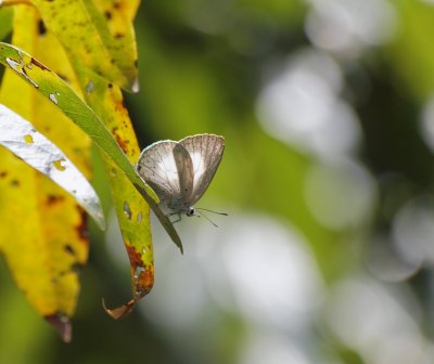 Daintree Rainforest Butterfly