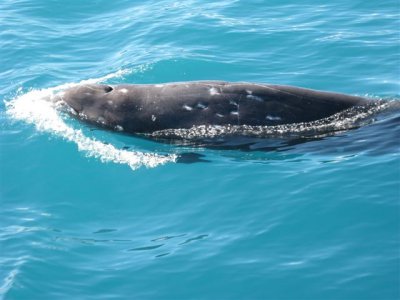 Bottlenose whale