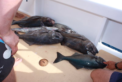 Skipper explaining the 1st catch of day 2 - Bluenose, Gemfish and Blue Warehou