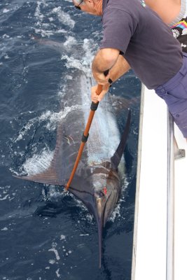 Skipper decides the Marlin is to come onboard as the hook has blinded it