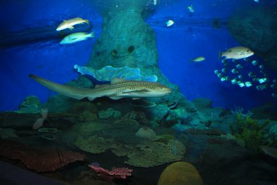 Pattaya - Underwater World