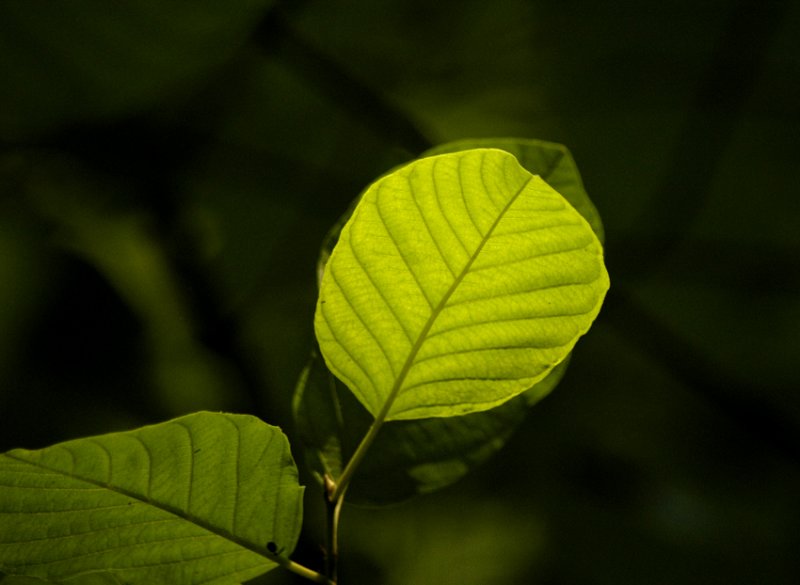 green on green 046