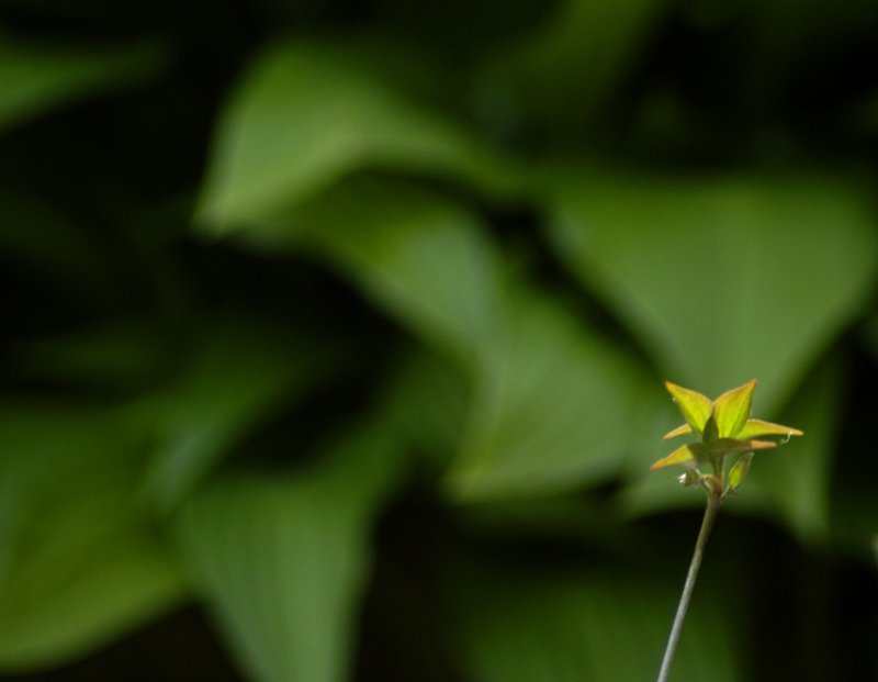 spring greens 013