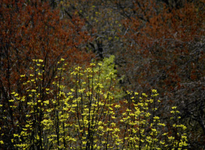 spring leaves 236