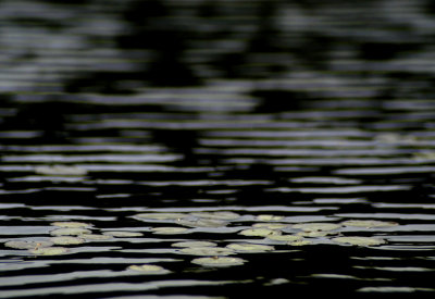 pond patterns 092