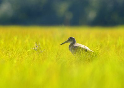 willet in the weeds 221