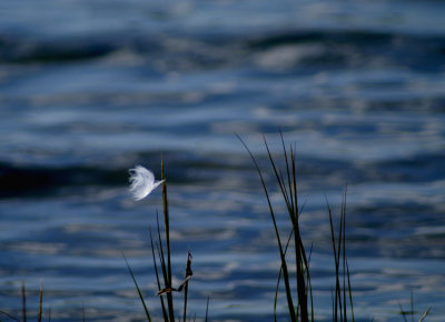 blowin in the wind 026