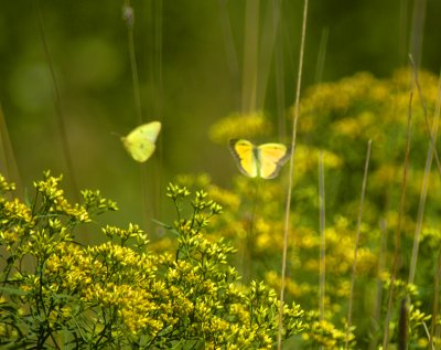 fields of gold 107