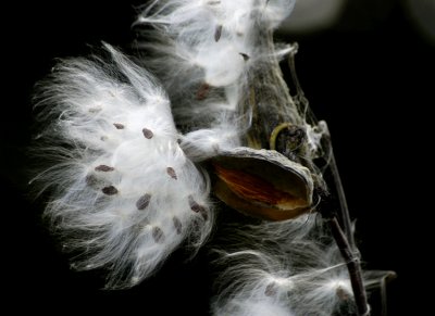 milkweed magic 045